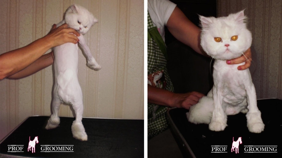 Груминг кошек