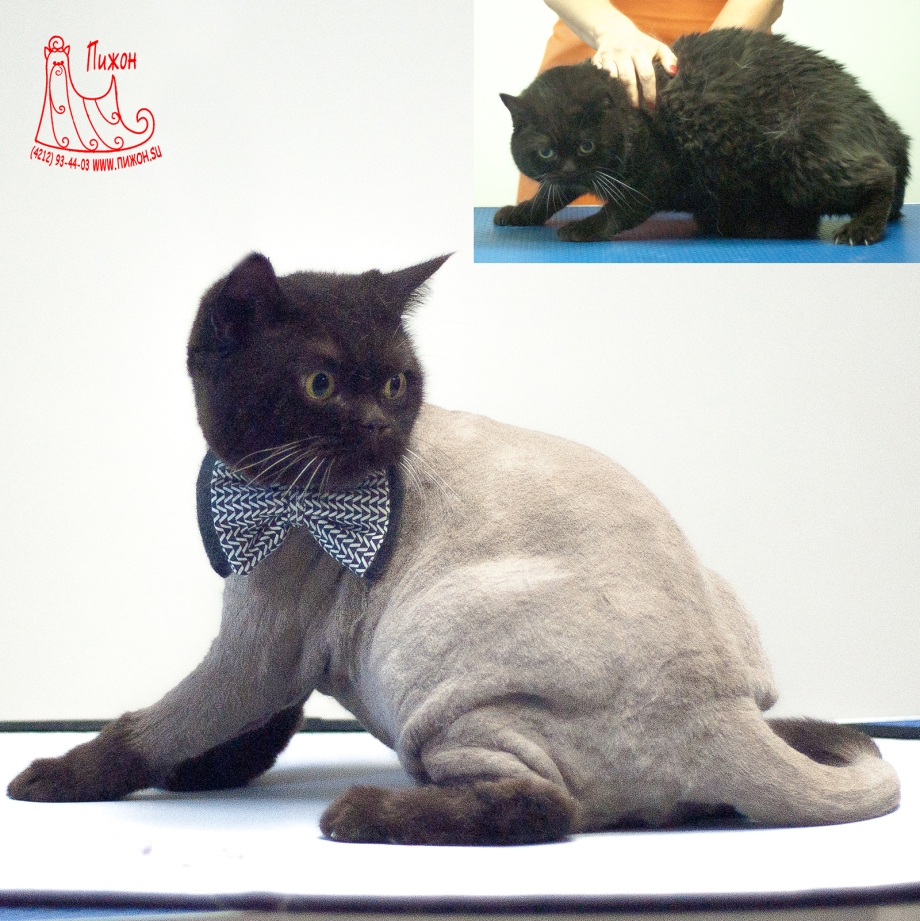 Короткая стрижка кота
