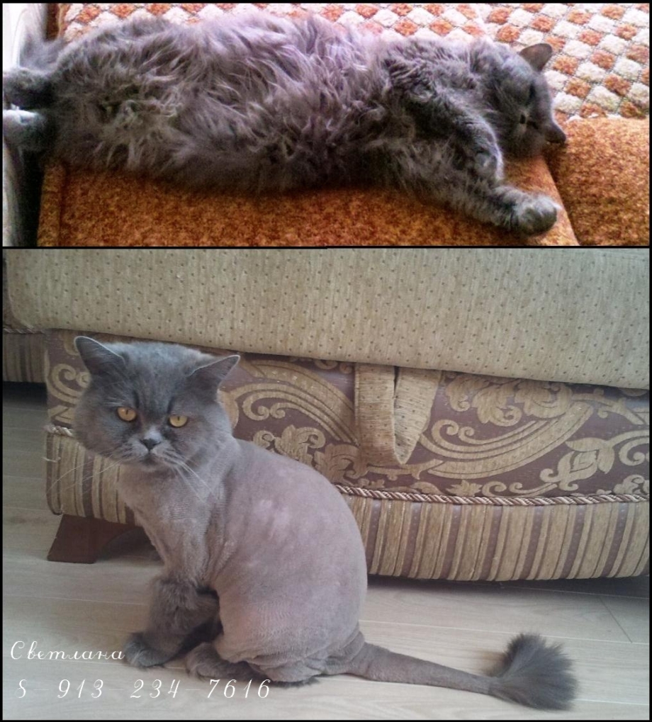 Коты после стрижки