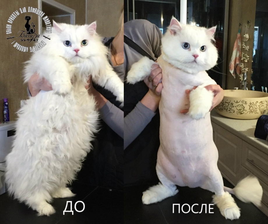 Креативная стрижка кота