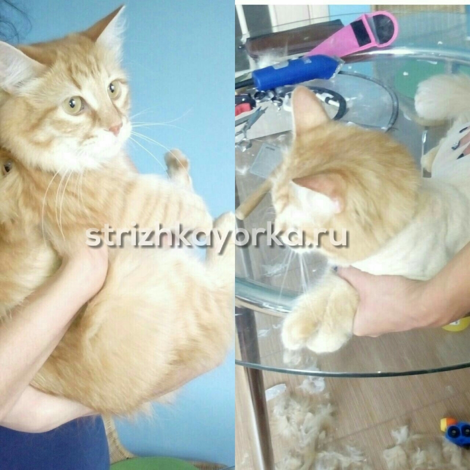 Груминг кошек до и после