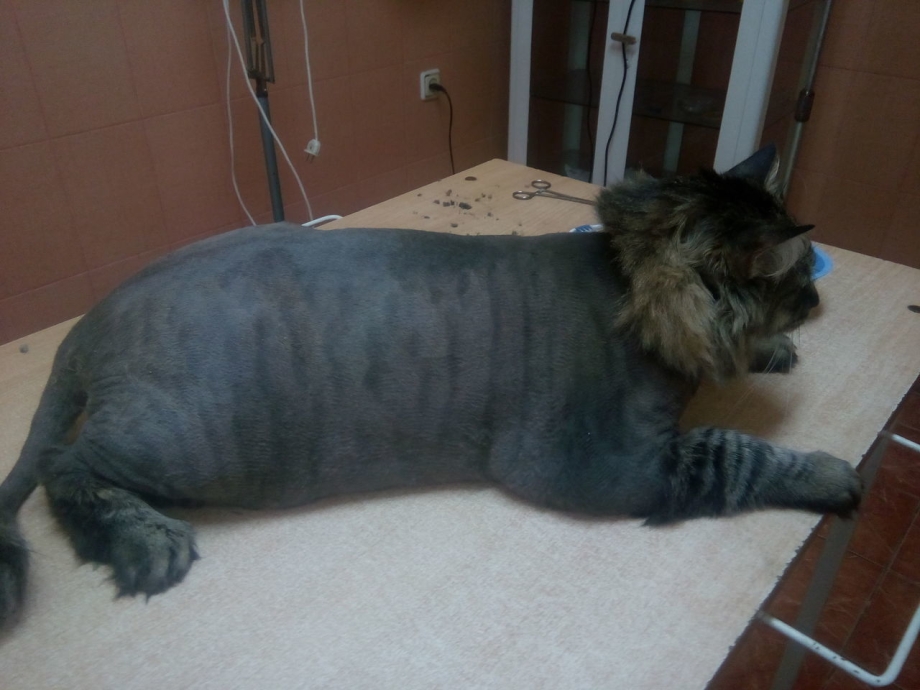 Стрижка котов
