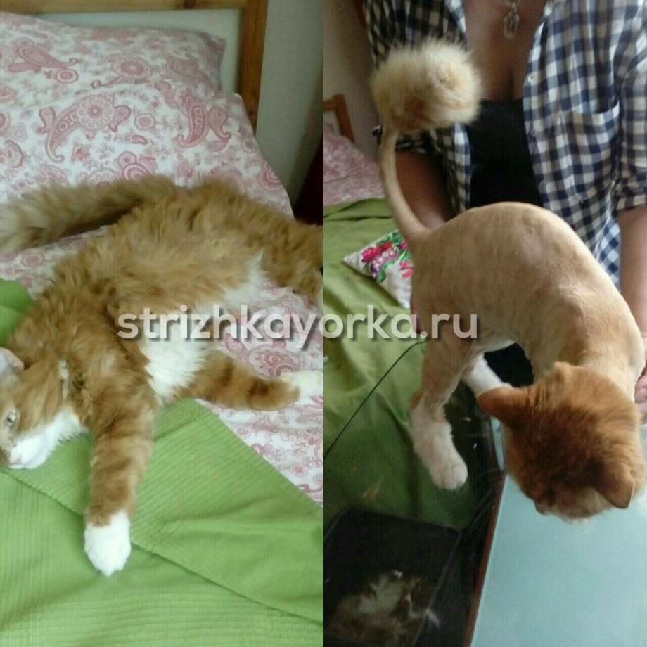 Стрижка котов до и после