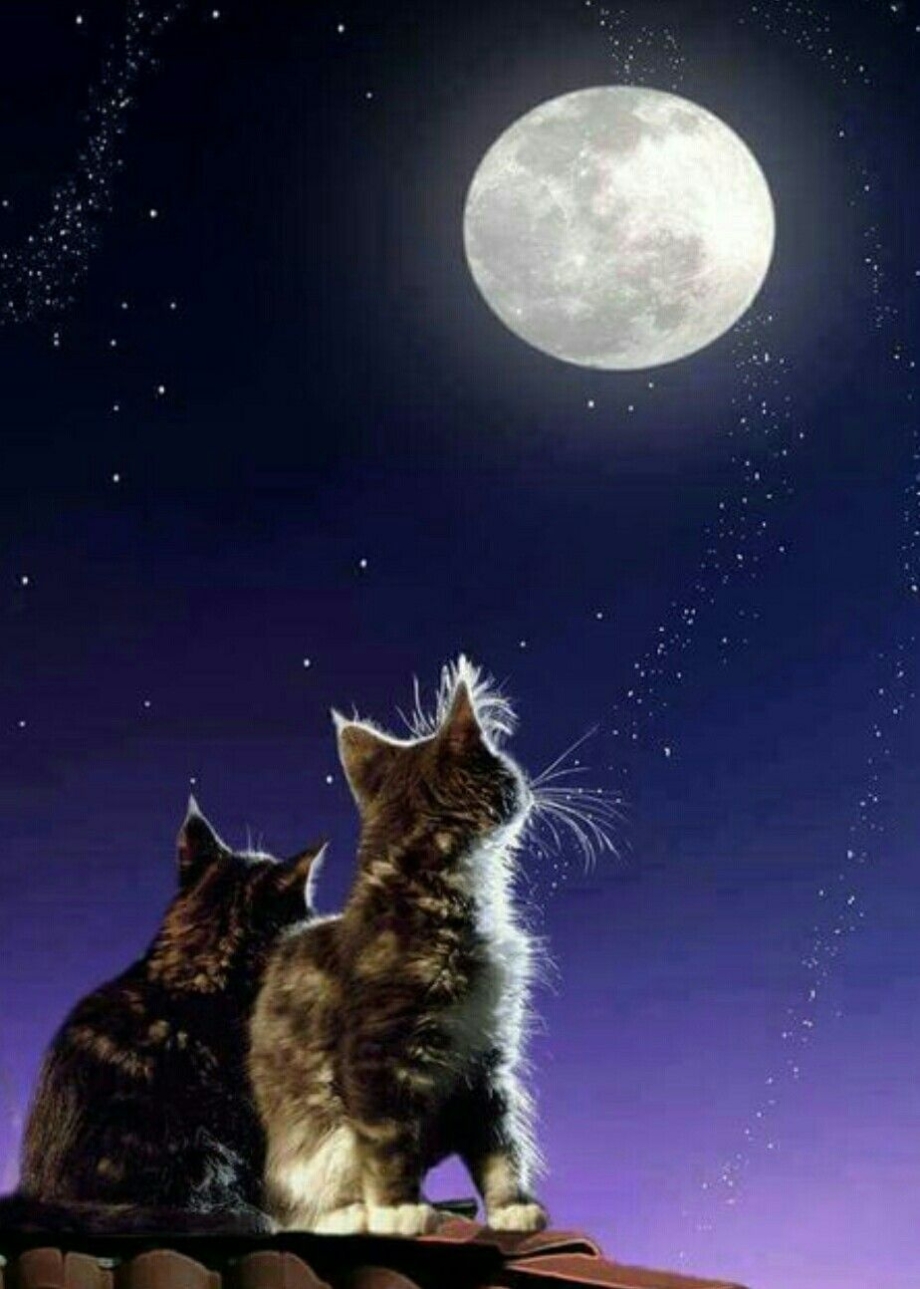 Кот на крыше ночью