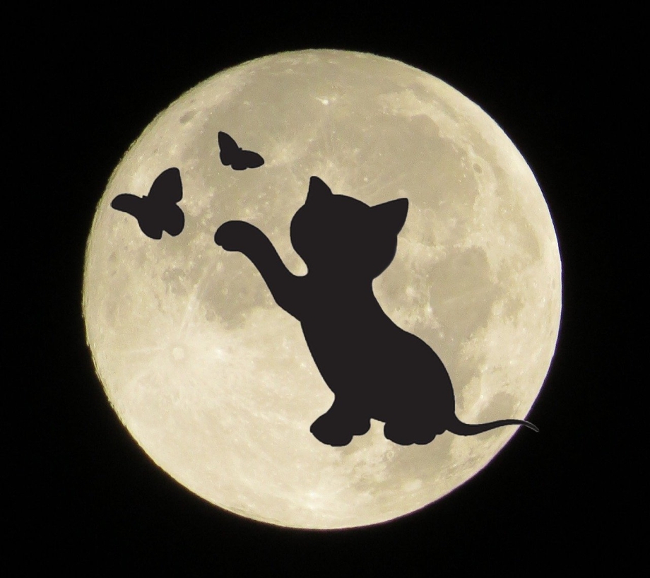 Коты на фоне Луны