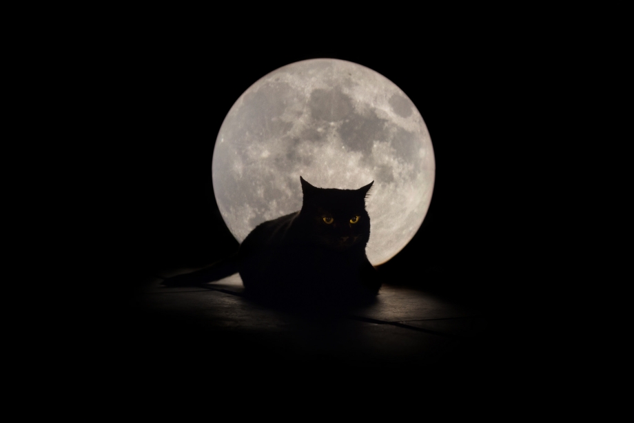Кот ночью