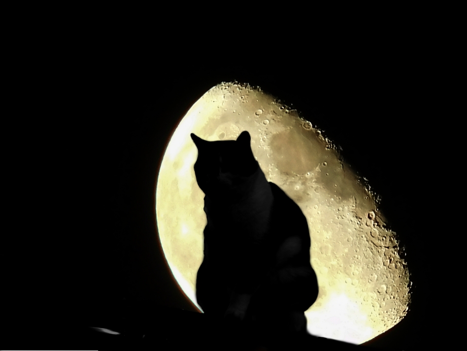 Коты на фоне Луны