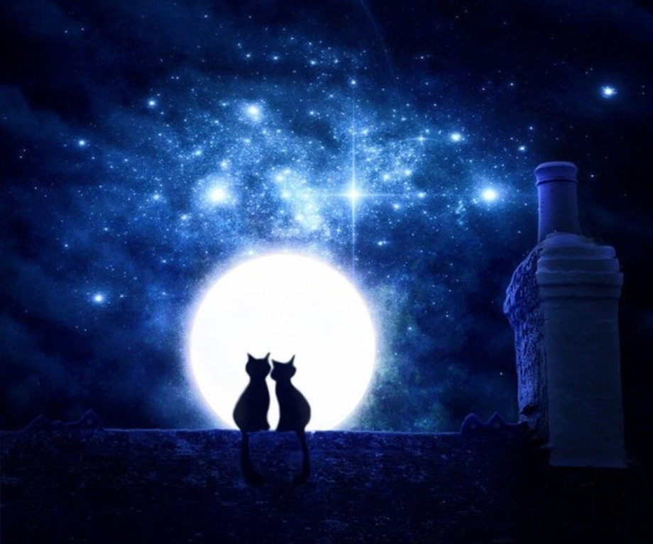 Кот на фоне Луны