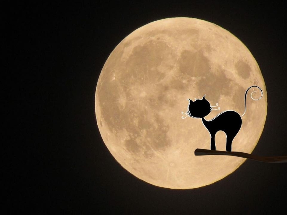 Кот на фоне Луны