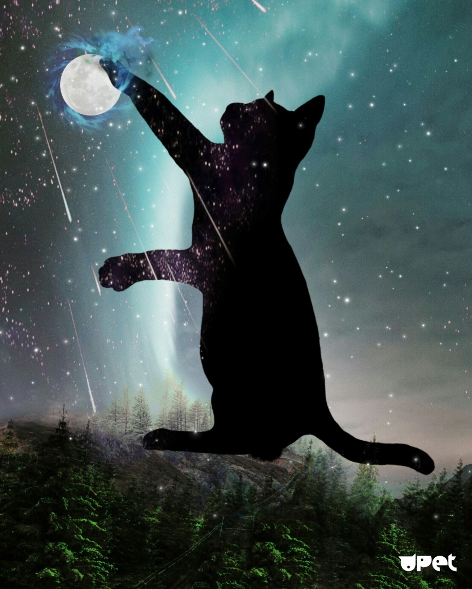 Ночной кот