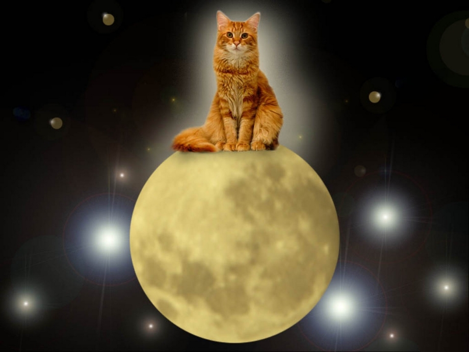 Кошка Луна