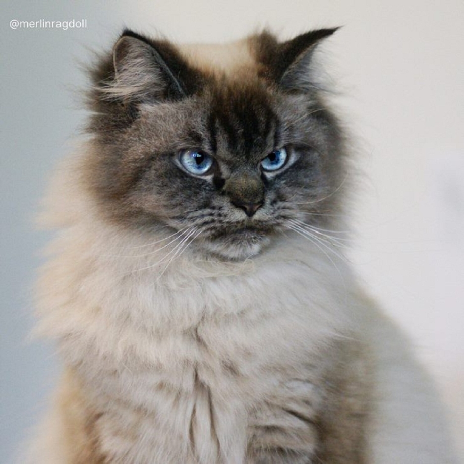 Кот Мерлин Рэгдолл
