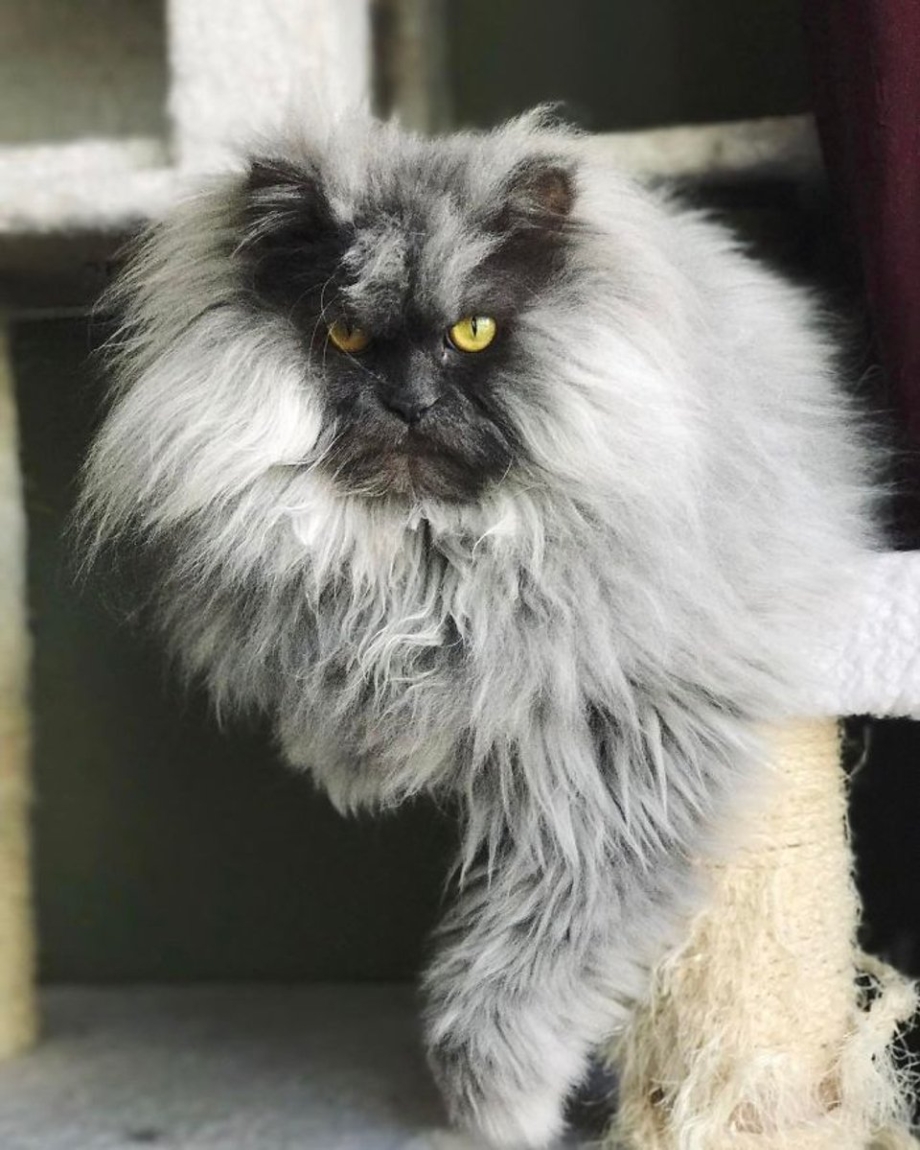 Страшный кот