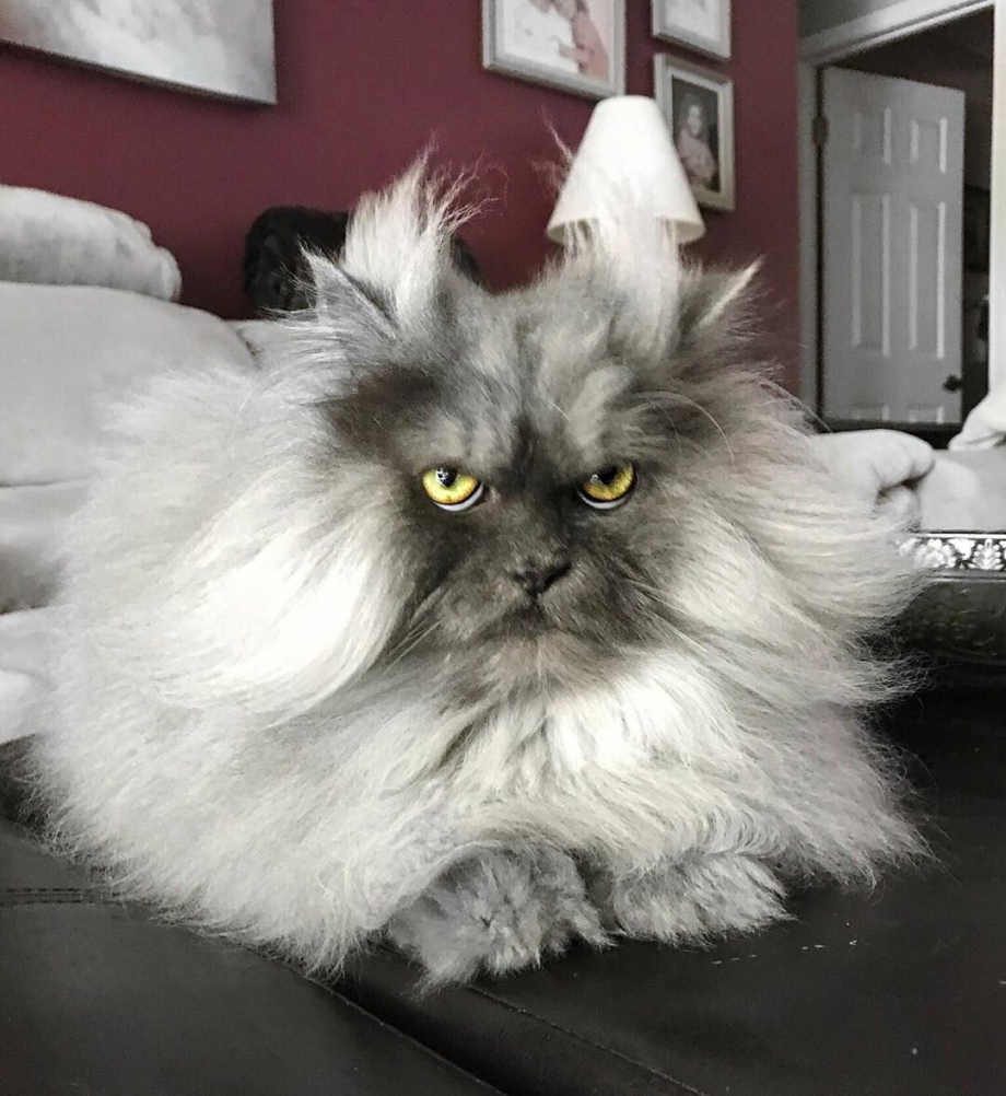 Кот Джуно