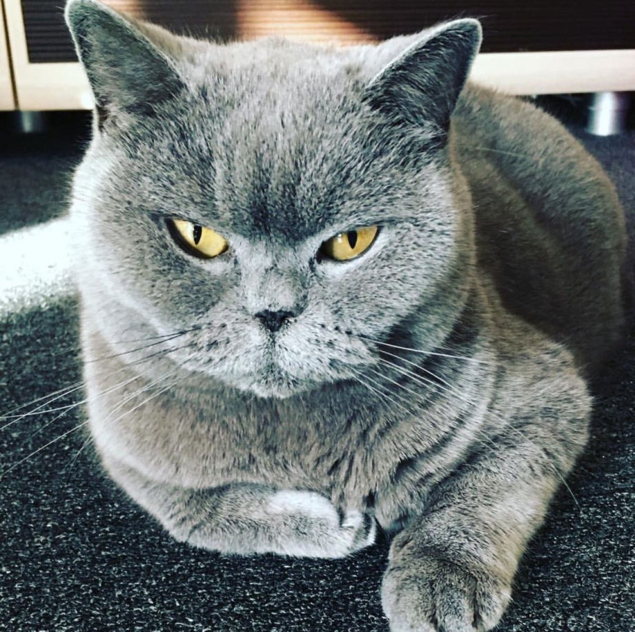 Британские коты элитные