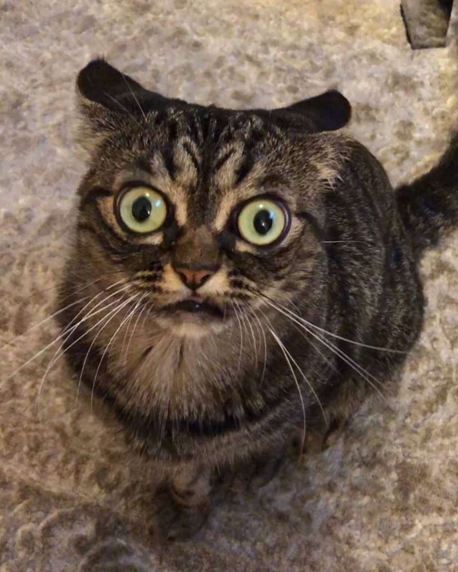 Злобная кошка
