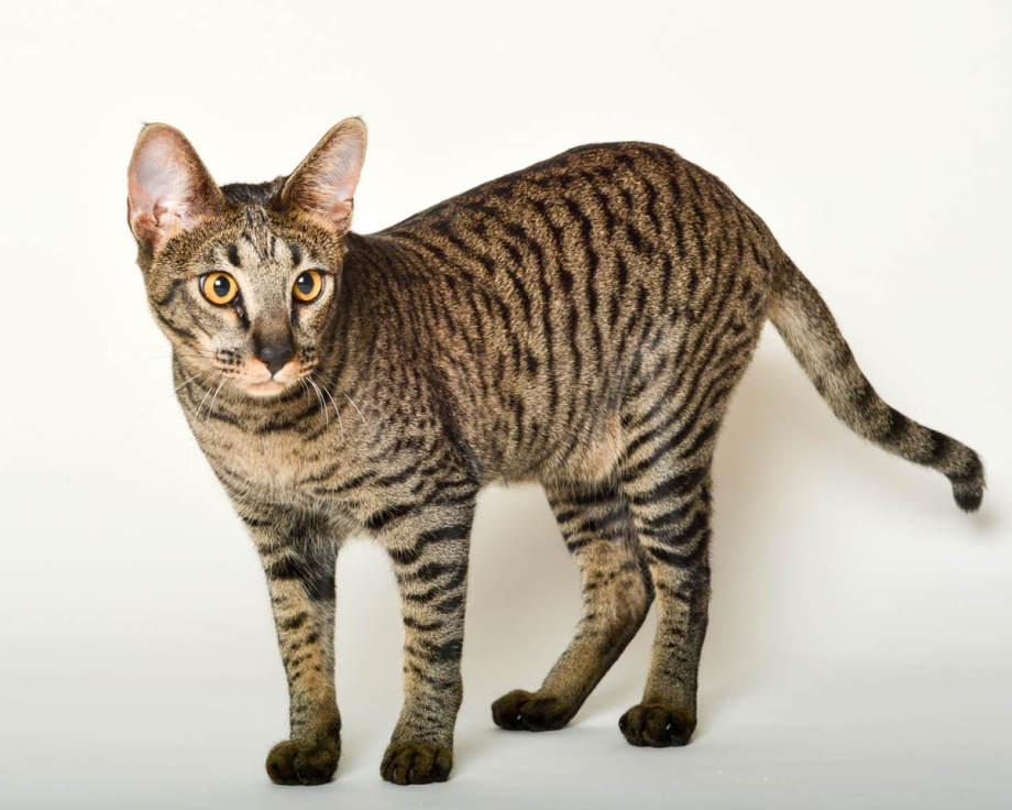 Азиатская короткошерстная кошка