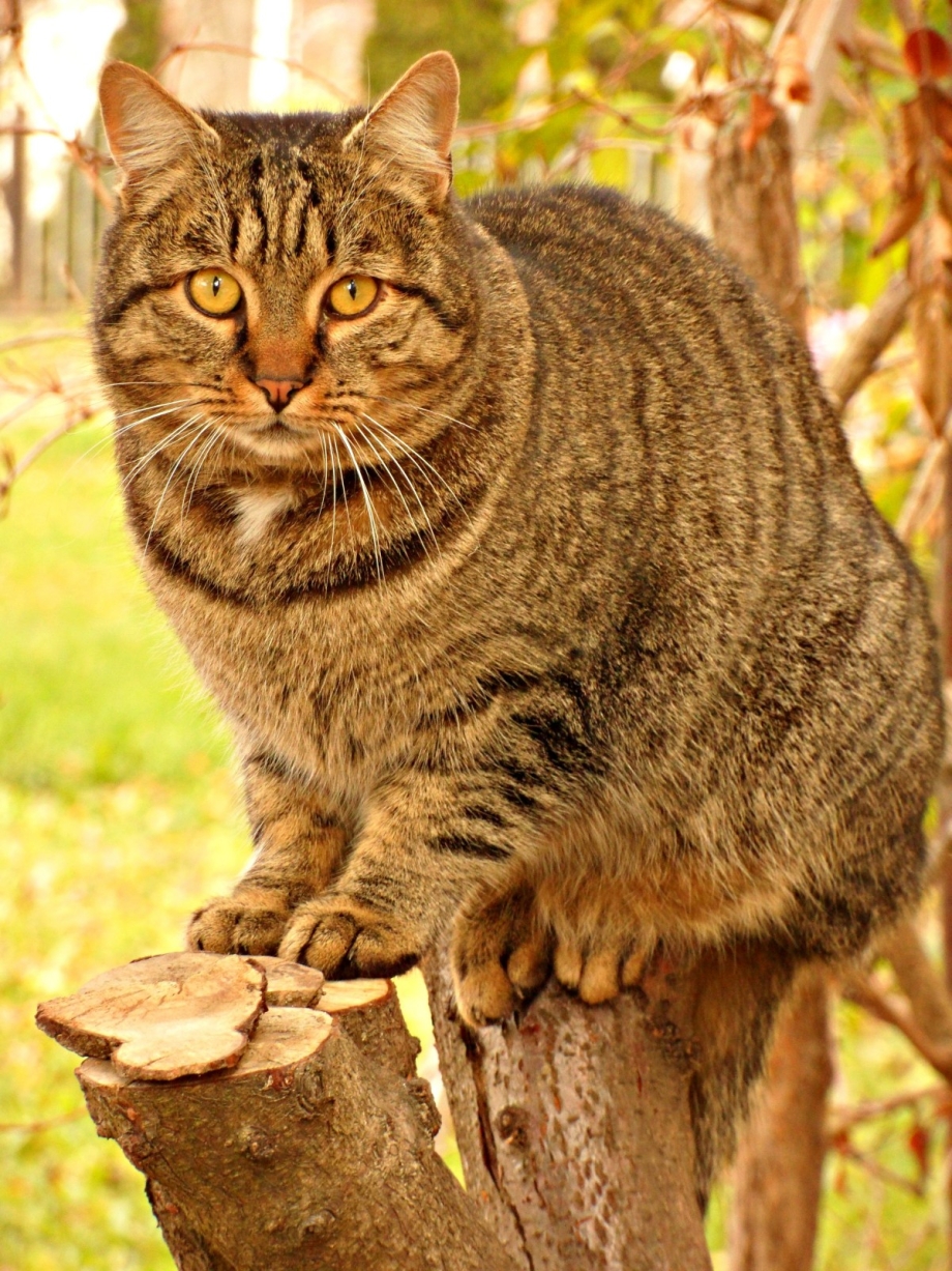 Европейская Лесная короткошерстная кошка
