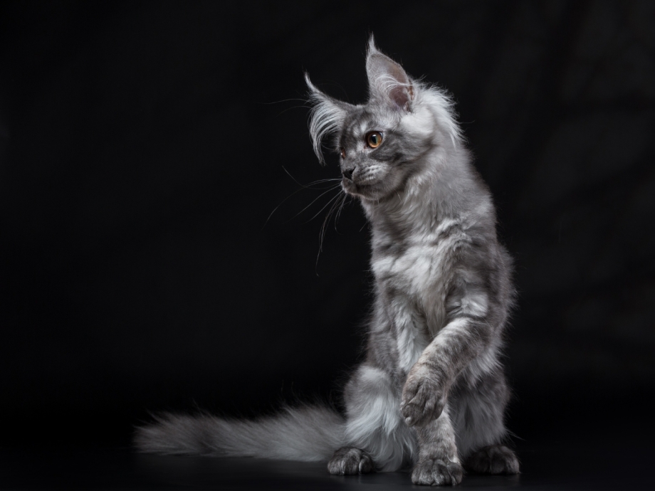 Черный бриллиант Мейн кун