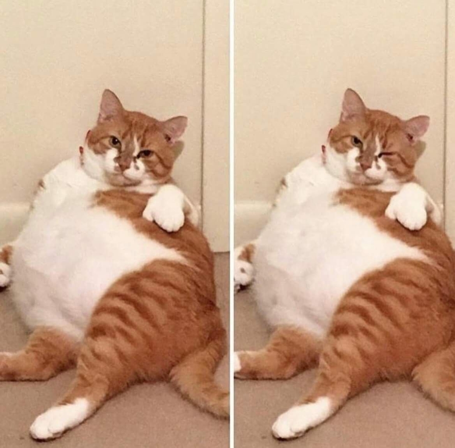 Толстый и худой кот