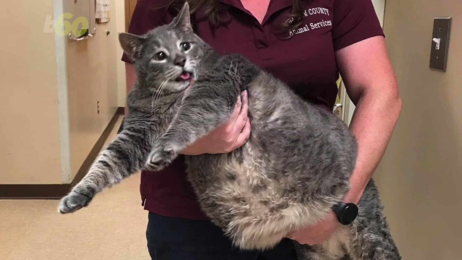 Британские коты ожирение