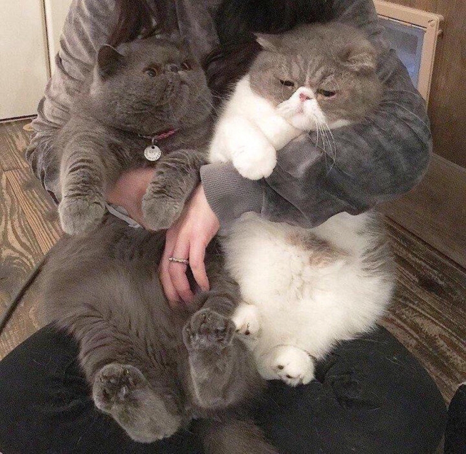 Милые толстые котики