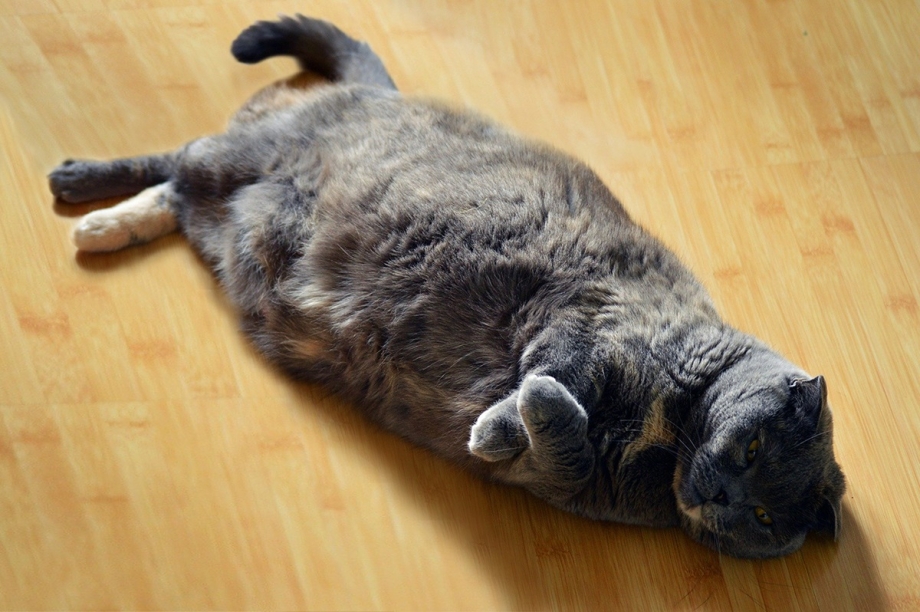 Ожирение у кошек