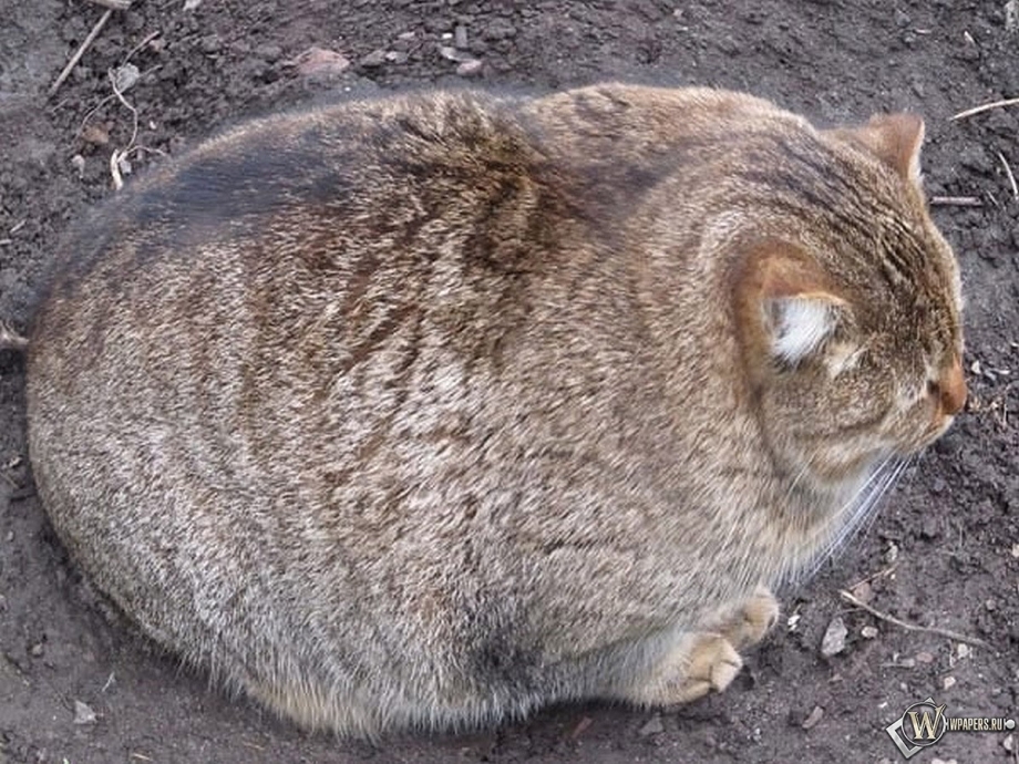 Толстый кот юмор