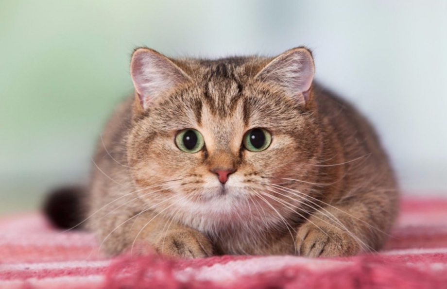 Милые толстенькие котики