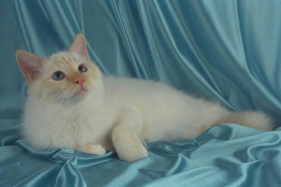 Кот таец ред Пойнт