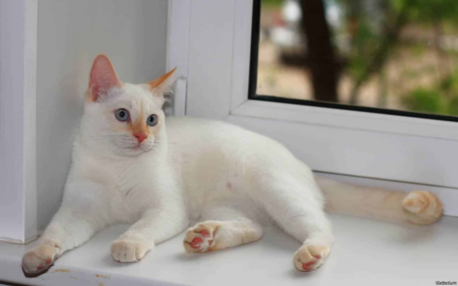Тайский кот ред Пойнт