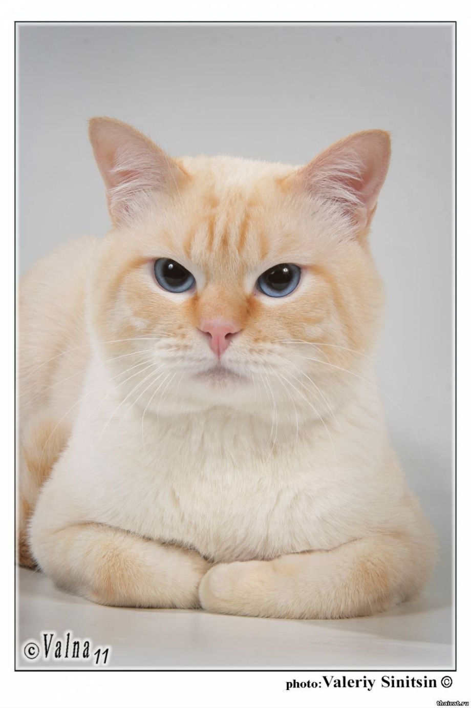 Райская кошка Ре поинт