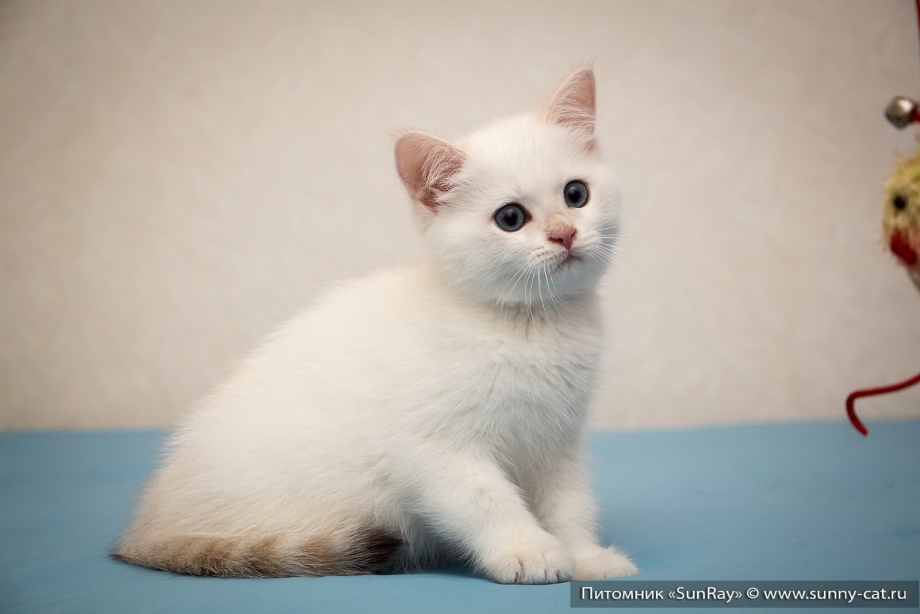 Сиамская кошка ред Пойнт