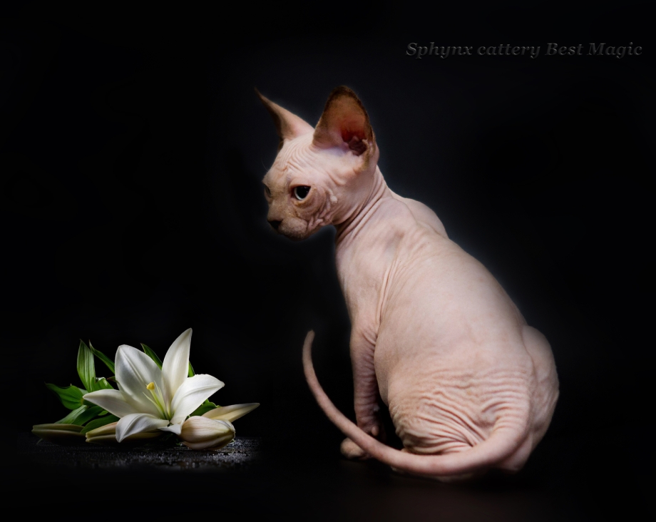 Корниш рекс черный кот