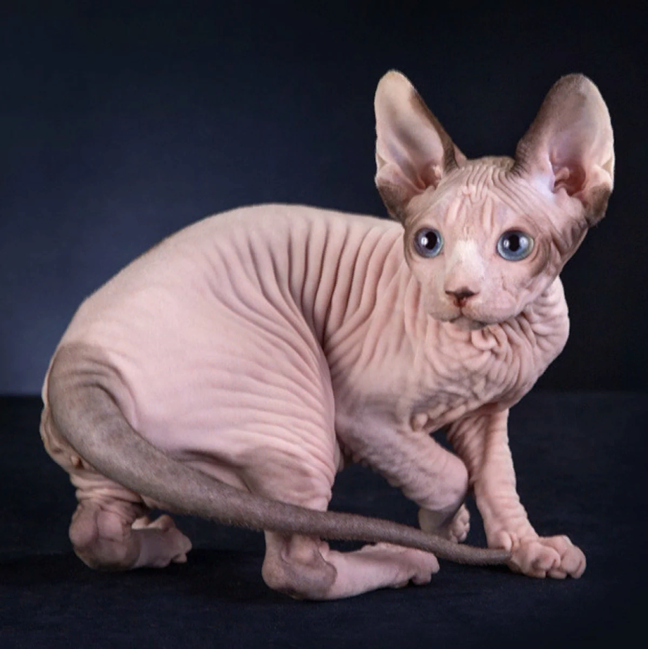 Корниш рекс