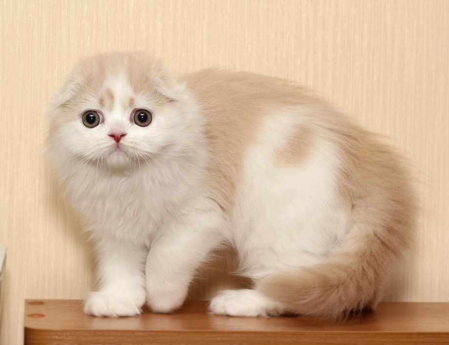 Котята хайленд фолд