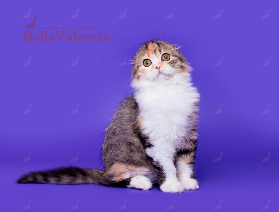 Кошка Белла Шотландская