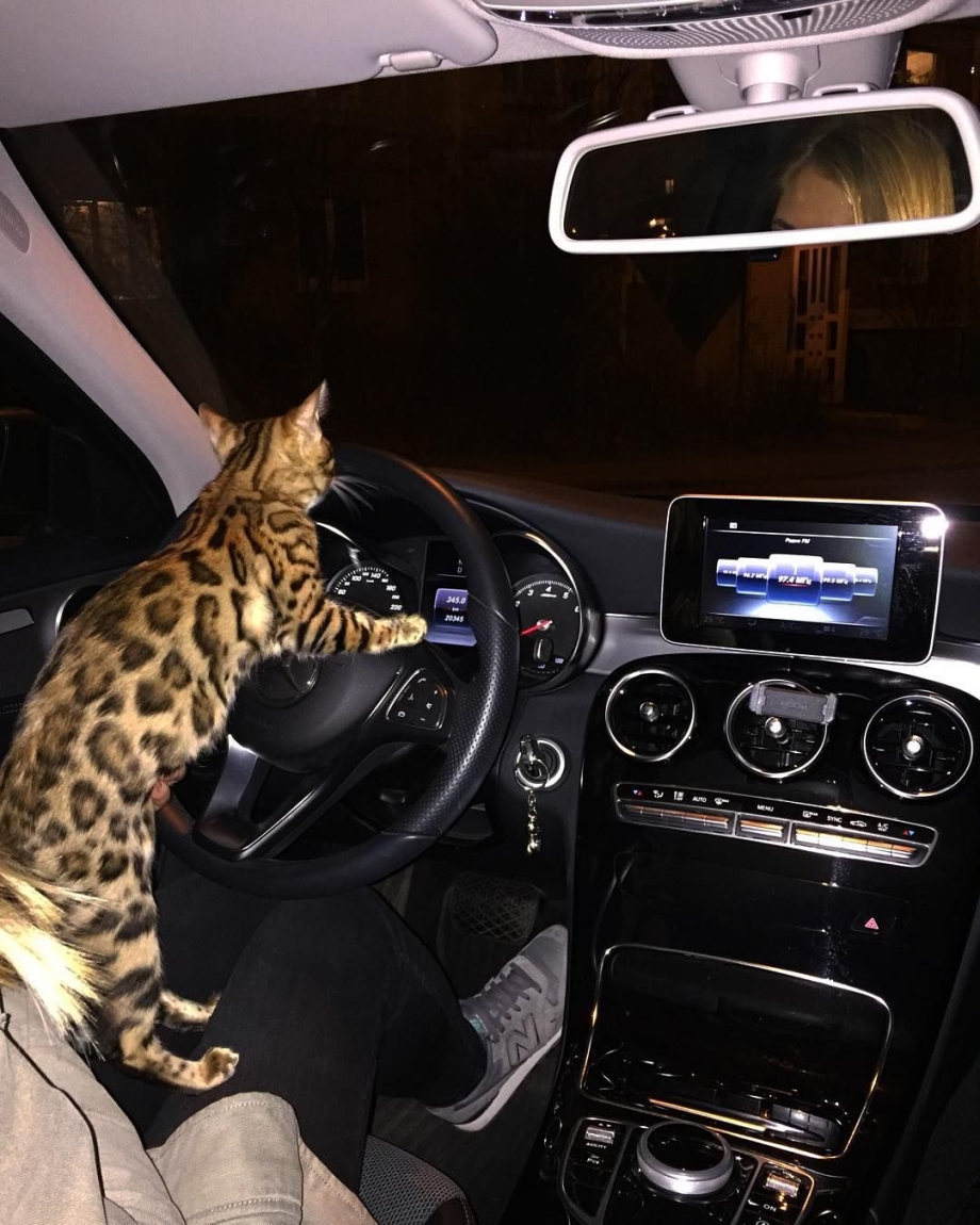 Кот за рулем БМВ
