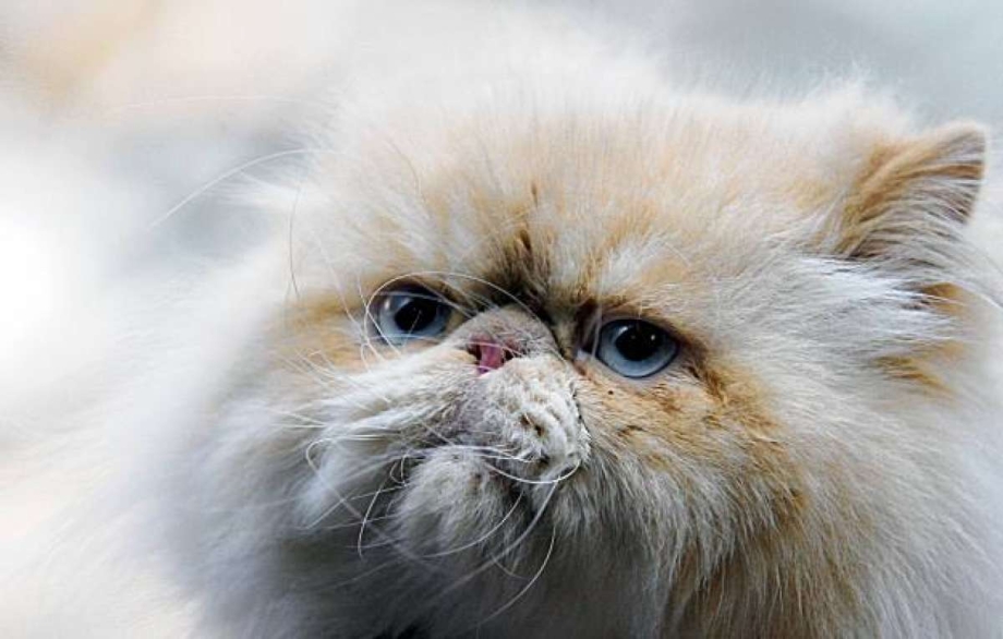 Персидский кот в профиль