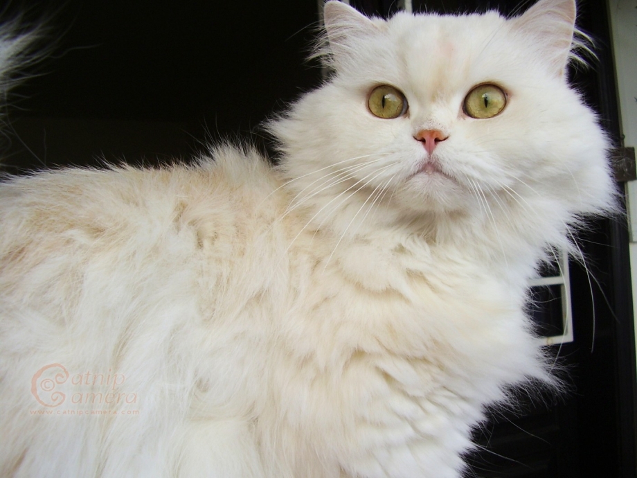Классический белый персидский кот