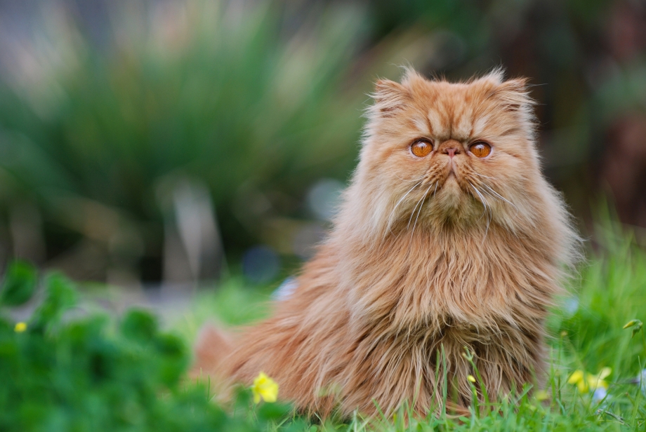 Рыжий персидский кот