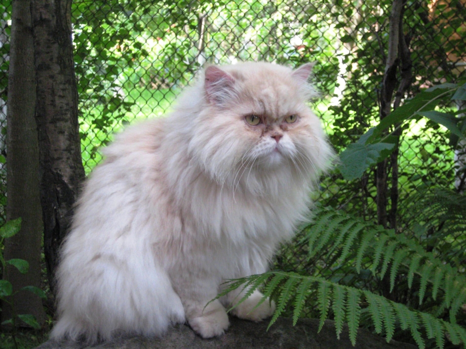Персидский кот большой