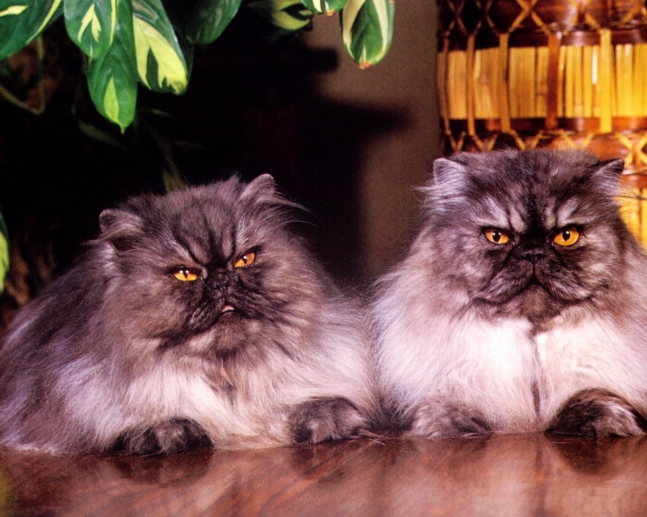 Персидский кот большой