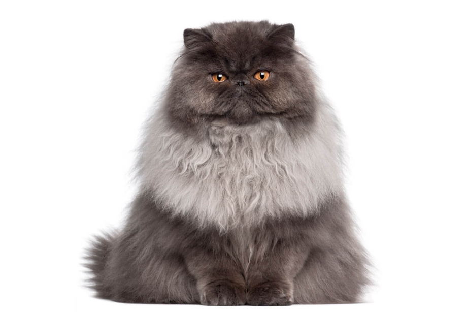 Персидский кот