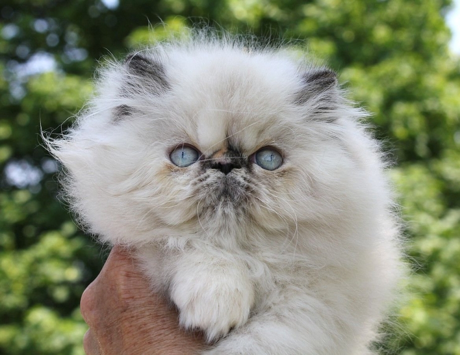 Персы кошки котята