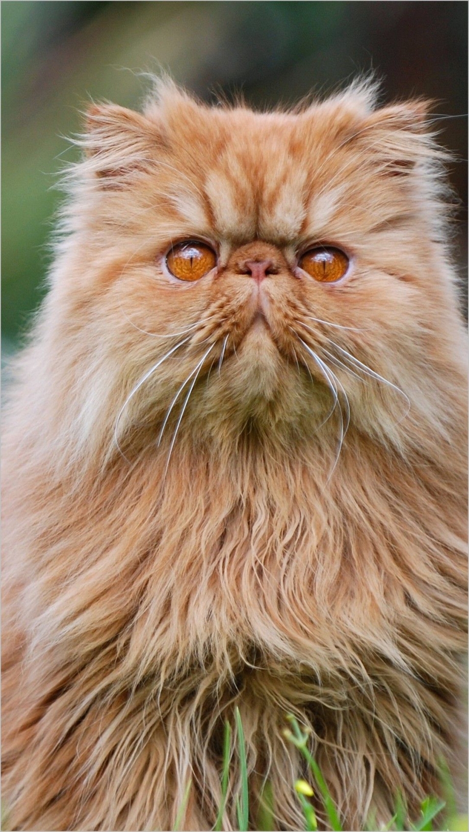 Персидская кошка