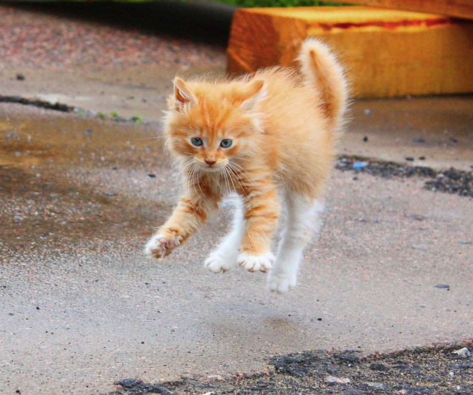 Кошка ощетинилась