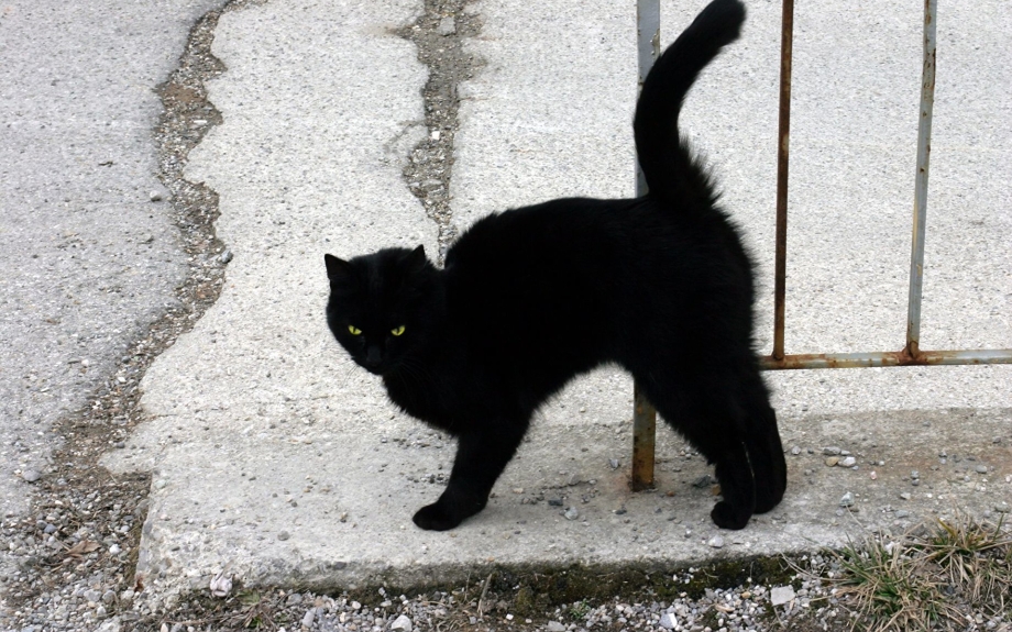 Чёрный кот шипит