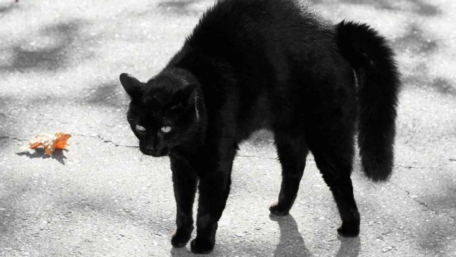 Котенок шерсть дыбом