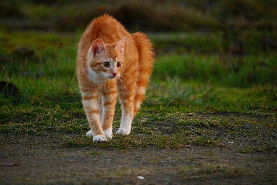 Кошка дыбом